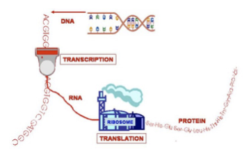 DNA Transkription zu Protein.