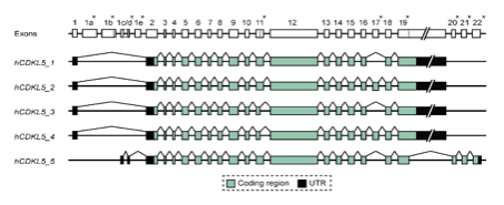 Das CDKL5 Gen.