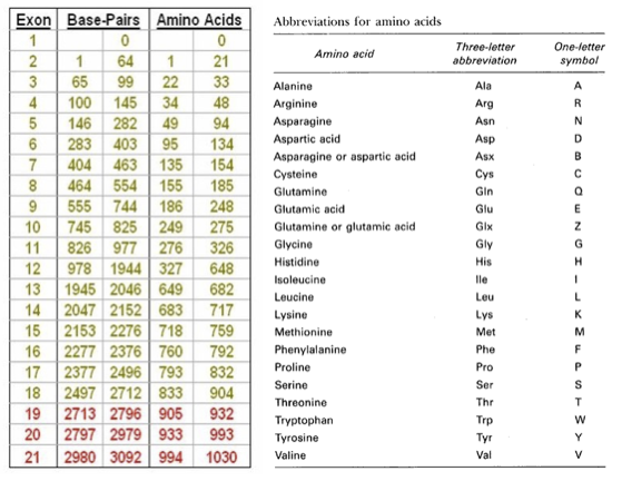 Abkürzungen von Aminosäuren.