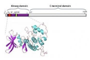 Das CDKL5 Protein.